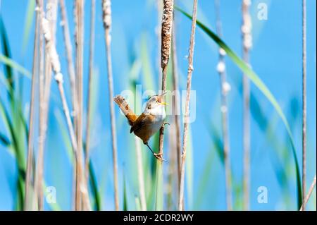 Nahaufnahme eines Marsches Wren thront im Schilf und singt sein Herz heraus. Stockfoto