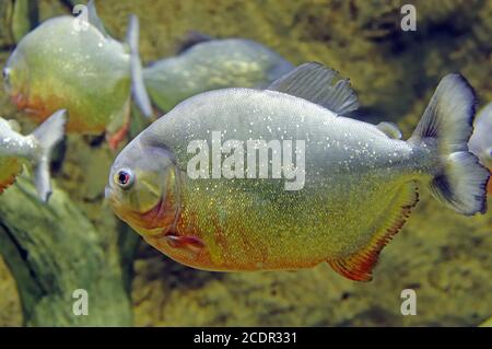 Piranha fischen unter Wasser Stockfoto