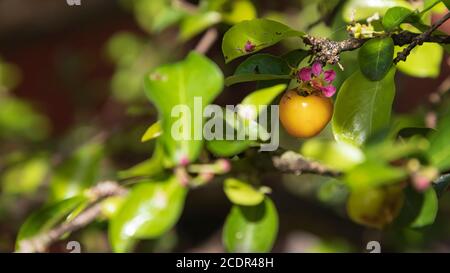 Eine Nahaufnahme einer gelben Acerola Kirsche mit Blumen über dem Kopf und umgeben von Blättern Stockfoto