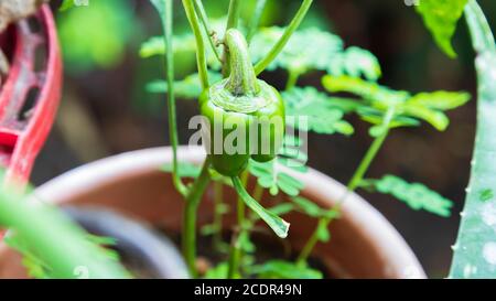 Nahaufnahme einer grünen Glocke peper (Sorte Goliath) Wächst in einer braunen Blütenpfosten Stockfoto