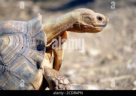 Nahaufnahme der afrikanischen Schuppenschildkröte oder Sulcata-Schildkröte (Centrochelys sulcata) Vom Profil aus gesehen Stockfoto