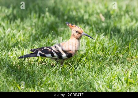 African Hoopoe (Upupa africana / Upupa epops africana) Western Cape, Südafrika im späten Frühjahr auf Gras Stockfoto