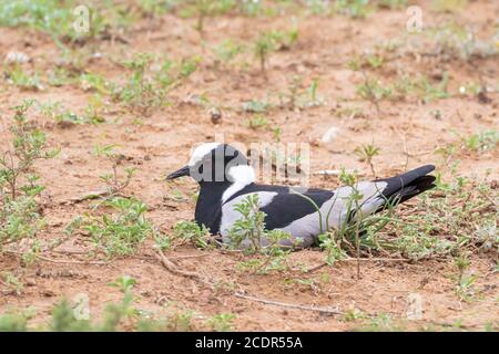 Erwachsene Schmied Kiebitz (Vanellus armatus) Brut Eier auf einem Nest im Boden, Addo Elephant N ational Park, Eastern Cape, Südafrika Stockfoto