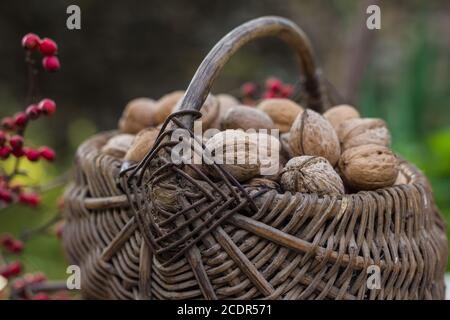 Weidenkörbe mit Walnüssen Stockfoto