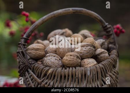 Weidenkörbe mit Walnüssen Stockfoto