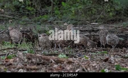 Fasan Küken Stockfoto