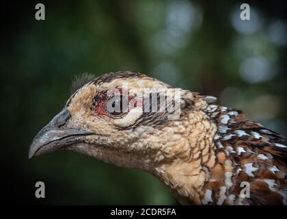 Fasan Küken Stockfoto