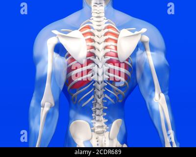 Menschliche Anatomie Visualisierung - die Lunge in einem halb durchsichtigen Körper Stockfoto