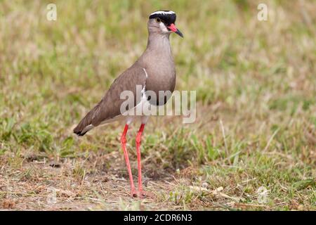 Gekrönter Kiebitz (Vanellus coronatus) früher gekrönter Pflücker, Westkap, Südafrika Stockfoto