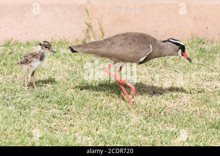 Gekrönter Kiebitz (Vanellus coronatus) mit Küken auf Gras, früher gekrönter Pflücker, Western Cape, Südafrika Stockfoto