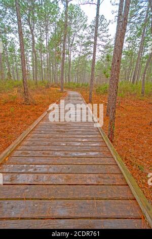 Boardwalk durch einen Wetland Forest an einem regnerischen Tag in Big Thicket National Preserve in Texas Stockfoto