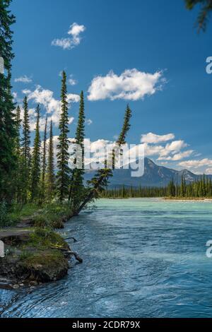 Der Athabasca River entlang des Icefields Parkway in der Nähe von Jasper, Alberta, Kanada Stockfoto