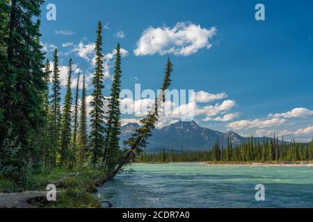 Der Athabasca River entlang des Icefields Parkway in der Nähe von Jasper, Alberta, Kanada Stockfoto