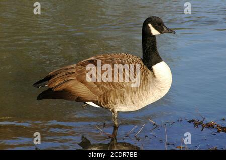 Kanadagans (Branta canadensis), die auf einem Bein stehen. Dezember. Arundel Wildfowl und Wetlands Trust, West Sussex. Stockfoto