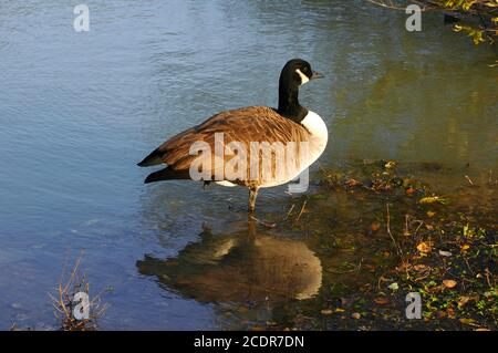 Kanadagans (Branta Canadensis), die auf einem Bein stehen. Dezember. Arundel Wildfowl and Wetlands Trust, West Sussex, England. Stockfoto