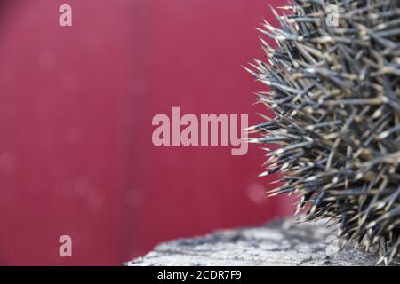 Igel auf dem Baumstumpf. Igel zusammengerollt in einer Kugel Stockfoto