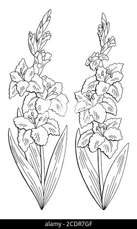 Gladiolus Blume Grafik schwarz weiß isoliert Skizze Set Illustration Vektor Stock Vektor