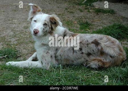 Roter Merle Collie Hund. Hinlegen. Ein Ohr nach oben. Stockfoto