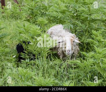 Schafe in einem Dickicht aus Gras. Schafe kaut Gras Stockfoto