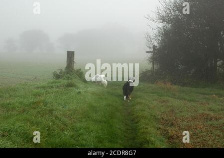 Nebliger Novembermorgen. Zwei Border Collie Hunde, ein sub-albiminal, ein Pedigree dreifarbig, auf Fußweg. West Sussex Coastal Plain, England. Stockfoto