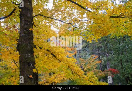 Ahornbaum mit Laub Herbstlaub Stockfoto