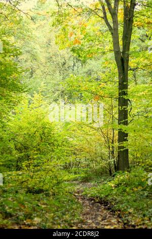 Grüne Laubwaldlandschaft im Frühherbst Stockfoto