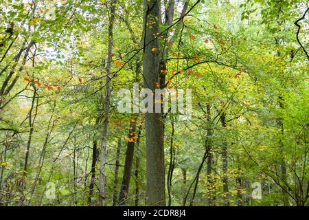 Grüner Laubwald im Frühherbst Stockfoto