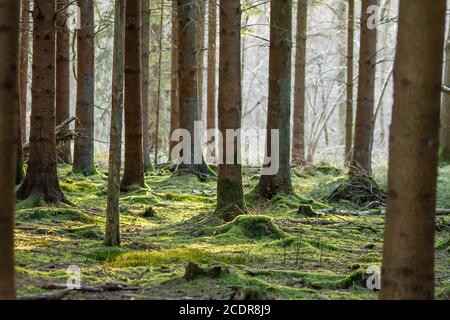 Frischer grüner Moosteppich im Wald Stockfoto