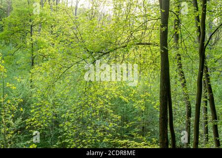 Frühlingslandschaft in Laubmischwäldern mit verschiedenen Schattierungen Grün Stockfoto