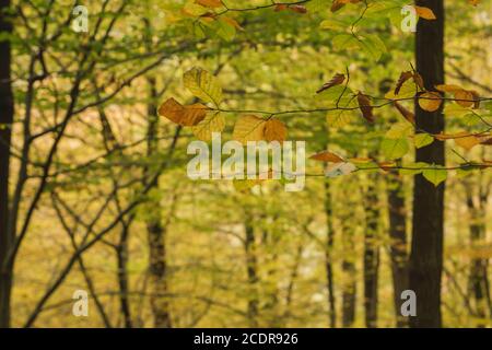 Herbstlich gefärbte Buche Laub Detail Stockfoto