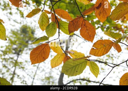 Herbstlich gefärbte Buche Laub Detail Stockfoto