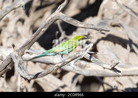 Schwalbenschwanz-Bienenfresser (Merops hirundineus) mit Insektenbeute in Bill, Kglagadi Transfrontier Park, Kalahari, Nordkap, Südafrika Stockfoto