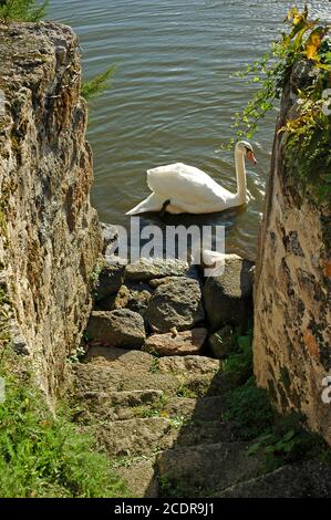 Mute Swan, (Cygnus olor) auf dem Graben in der Nähe der Landungsstelle,Chateau, Mortemart, Haute VienneLimousin Frankreich. Oktober. Une des plus belles Dörfer. Stockfoto