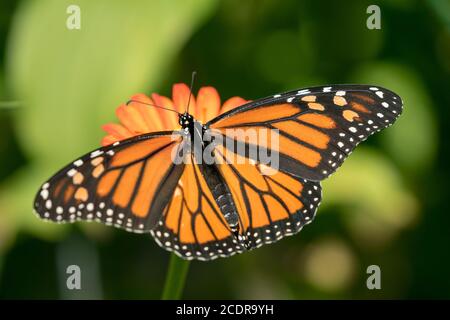 Nahaufnahme von Monarch Butterfly mit offenen Flügeln Fütterung von Nektar aus einer orangefarbenen mexikanischen Sonnenblume in kanadischen Garten. Hintergrund ist Bokeh grün. Stockfoto