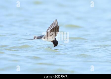 Stall Swallow Bird Fliegt Über Den See Stockfoto