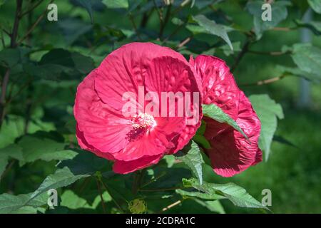 Nahaufnahme von großen rosa Blüten von Perennail Hibiscus Strauch blüht in kanadischen Garten im Sommer. Der Hintergrund ist grün. Stockfoto