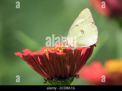 Nahaufnahme von getrübten Schwefel Schmetterling Fütterung auf Nektar aus rosa Zinnia Blume in kanadischen Garten.Hintergrund ist Bokeh grün und floral. Stockfoto