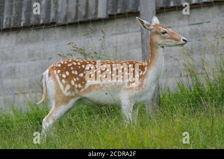 Junge europäische Rehe mit weißen Punkten in seitlicher Nahaufnahme Stockfoto