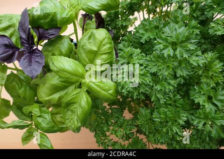Frische aromatische Pflanzen und Kräuter: Rotes rubin-Basilikum, Petersilie und grünes Basilikum Stockfoto
