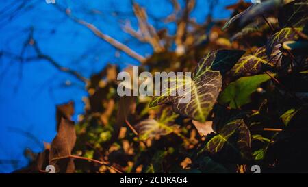 Eine Nahaufnahme einer Efeupflanze, die eine aufwächst Baum auf einem klaren blauen Himmel Stockfoto