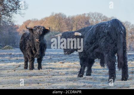 Zwei schwarze schottische Highlander auf gefrorener Wiese Stockfoto