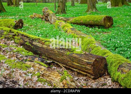 Schwemmwald mit moosigen Totholz und Anemonen, Lasker Auwald, Sachsen, Deutschland. Stockfoto