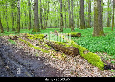 Schwemmwald mit moosigen Totholz und Anemonen, Lasker Auwald, Sachsen, Deutschland. Stockfoto