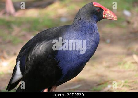 Nahaufnahme eines australasiatischen Swamphen oder Pukeko in einem Park Stockfoto