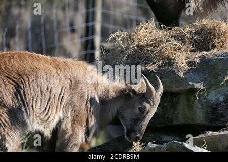 Junge himalaya-Tahr, die Heu isst Stockfoto