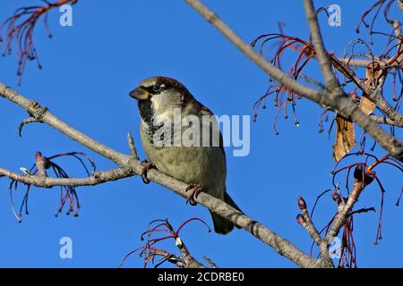 Nahaufnahme männlichen Passanten domesticus oder Haussperling von der Seite Sitzend auf einem Ast eines Baumes vor schön klar Blauer Himmel Stockfoto