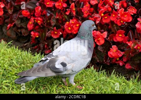 Eine Nahaubentaube oder Stadttaube im grünen Gras Vor prächtigen roten Blumen in einem Park Stockfoto