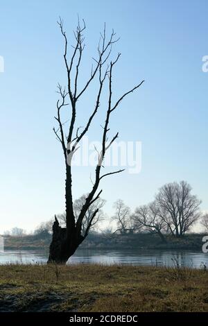Toter Baum am Ufer der Elbe in der Nähe Lostau Stockfoto