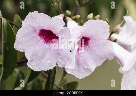 Bower Vine, Bower of Beauty, Pandorea jasminoides, Australien Stockfoto