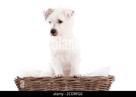 Hund im Korb Stockfoto